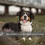 De Wittling Nordseeglueck Direkt Am Deich &hund Willkommen Dorumer Neufeld