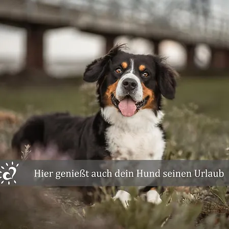 De Wittling Nordseeglueck Direkt Am Deich &hund Willkommen Dorumer Neufeld